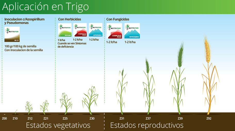 NUTRIFER - aplicaciones en Trigo NUTRIFER - aplicaciones en Trigo